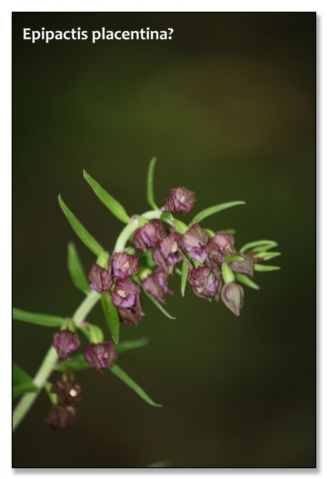 Orchidee di luglio al confine tra Toscana ed Emilia